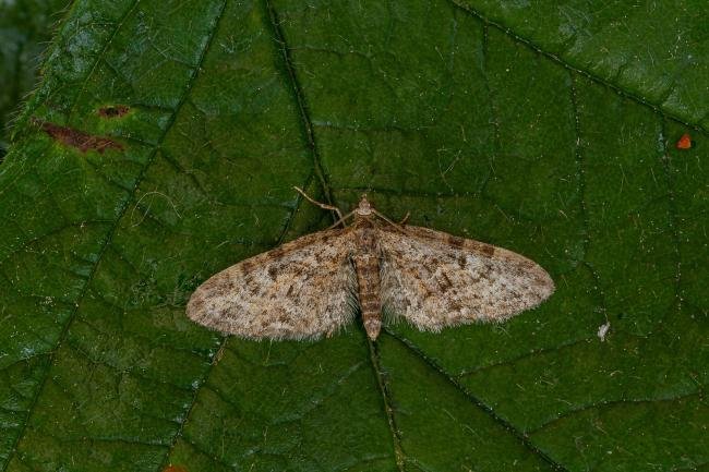 Oak-tree Pug (Eupithecia dodoneata), adult. Framwellgate Moor, 22-05-2020. Copyright Christopher Blakey.