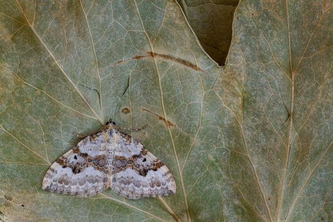 Silver-ground Carpet (Xanthorhoe montanata), adult. Framwellgate Moor, 29-05-2020. Copyright Christopher Blakey.