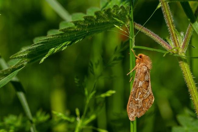 Map-winged Swift (Korscheltellus fusconebulosa), adult. Cater House Colliery, 14-06-2020. Copyright Christopher Blakey.