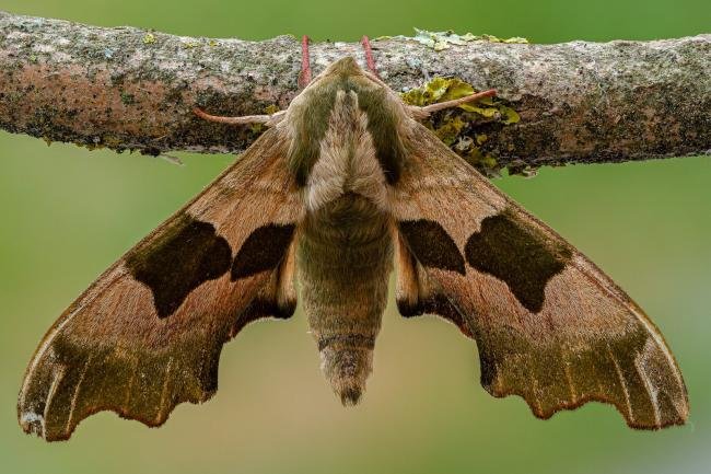 Lime Hawk-moth (Mimas tiliae), adult. Framwellgate Moor, 15-06-2020. Copyright Christopher Blakey.