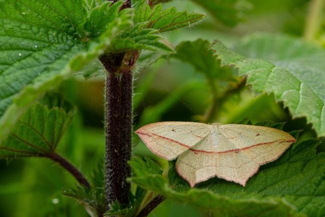Blood-Vein (Timandra comae), adult. Cater House Colliery, 16-06-2020. Copyright Christopher Blakey.