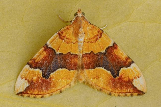 Barred Yellow (Cidaria fulvata), adult. Framwellgate Moor, 17-06-2020. Copyright Christopher Blakey.