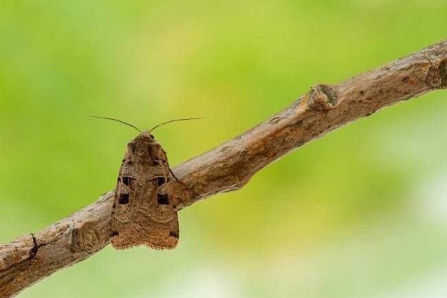 Double Square-spot (Xestia triangulum), adult. Framwellgate Moor, 21-06-2020. Copyright Christopher Blakey.