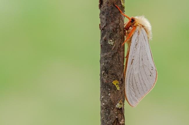 Ghost Moth (Hepialus humuli), adult, male. Framwellgate Moor, 23-06-2020. Copyright Christopher Blakey.
