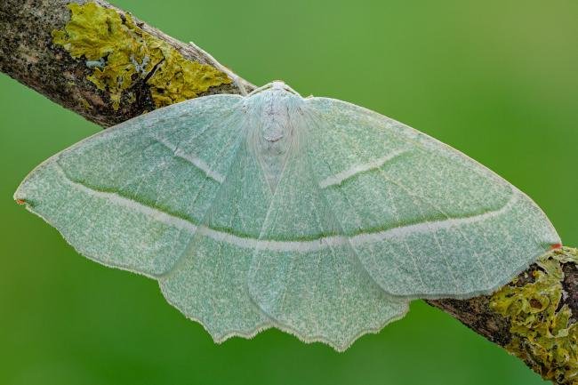 Light Emerald (Campaea margaritaria), adult. Framwellgate Moor, 25-06-2020. Copyright Christopher Blakey.