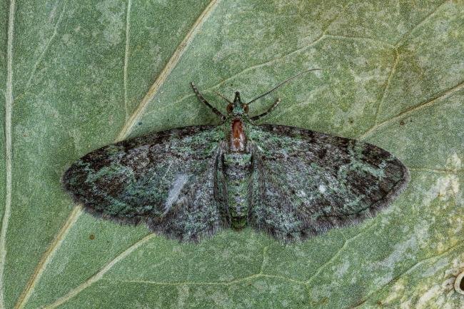 Green Pug (Pasiphila rectangulata), adult. Framwellgate Moor, 25-06-2020. Copyright Christopher Blakey.