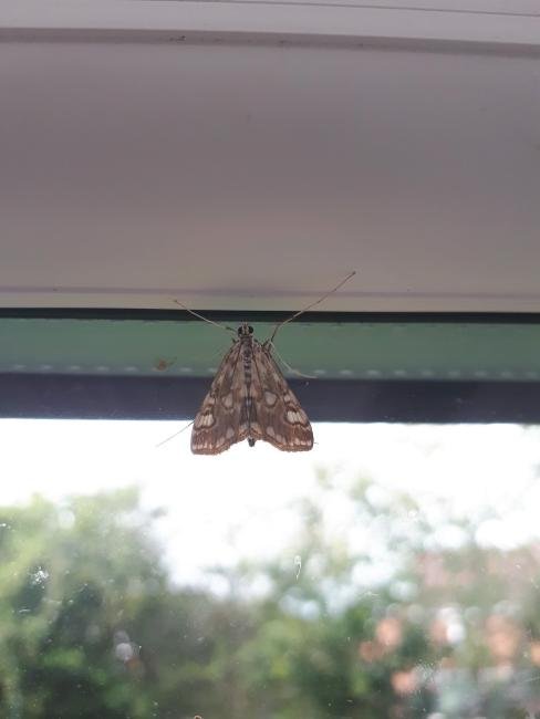 Brown China-mark (Elophila nymphaeata), adult. Framwellgate Moor, 08-07-2020. Copyright Christopher Blakey.