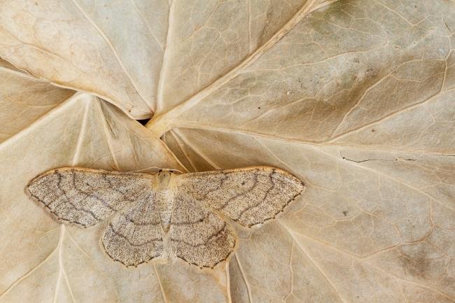 Riband Wave (Idaea aversata) ab. remutata, adult. Framwellgate Moor, 12-07-2020. Copyright Christopher Blakey.
