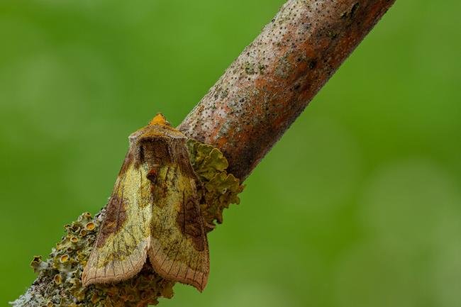 Burnished Brass (Diachrysia chrysitis), adult. Framwellgate Moor, 13-07-2020. Copyright Christopher Blakey.