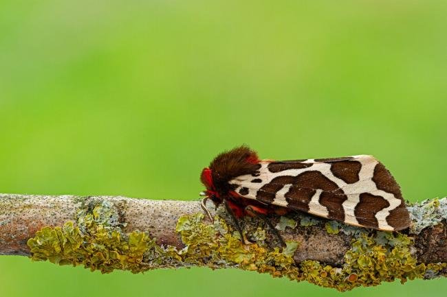 Garden Tiger (Arctia caja), adult. Framwellgate Moor, 17-07-2020. Copyright Christopher Blakey.