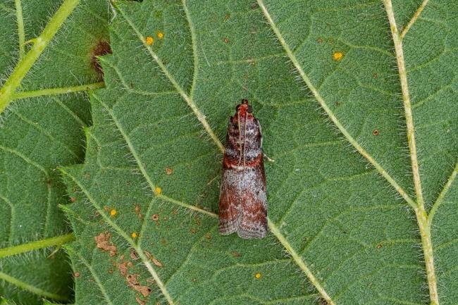Acrobasis advenella, adult. Framwellgate Moor, 17-07-2020. Copyright Christopher Blakey.