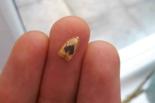 Acleris forsskaleana, adult. Framwellgate Moor, 17-07-2020. Copyright Christopher Blakey.