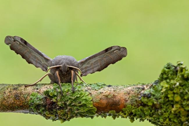 Poplar Hawk-moth (Laothoe populi), adult. Framwellgate Moor, 18-07-2020. Copyright Christopher Blakey.
