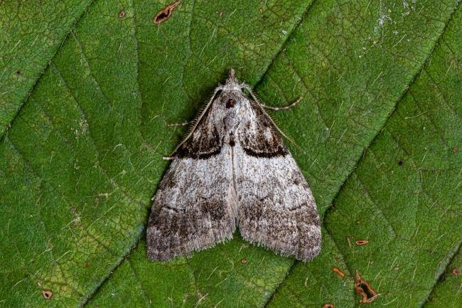 Short-cloaked Moth (Nola cucullatella), adult. Framwellgate Moor, 24-07-2020. Copyright Christopher Blakey.