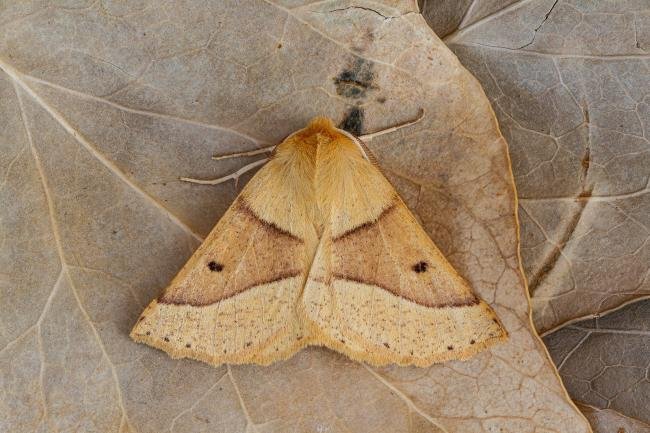 Scalloped Oak (Crocallis elinguaria), adult. Framwellgate Moor, 24-07-2020. Copyright Christopher Blakey.