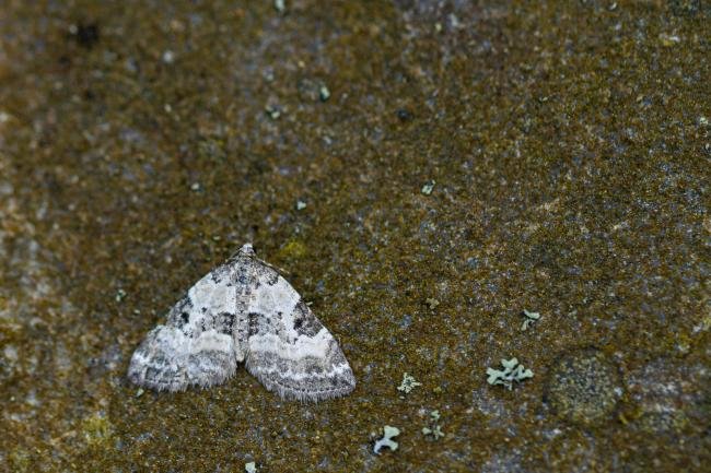 Pretty Pinion (Perizoma blandiata), adult. Taken outside Durham (East Inverness-shire), 31-07-2020. Copyright Christopher Blakey.