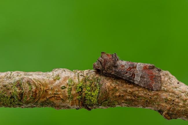 Rosy Minor (Litoligia literosa), adult. Framwellgate Moor, 14-08-2020. Copyright Christopher Blakey.