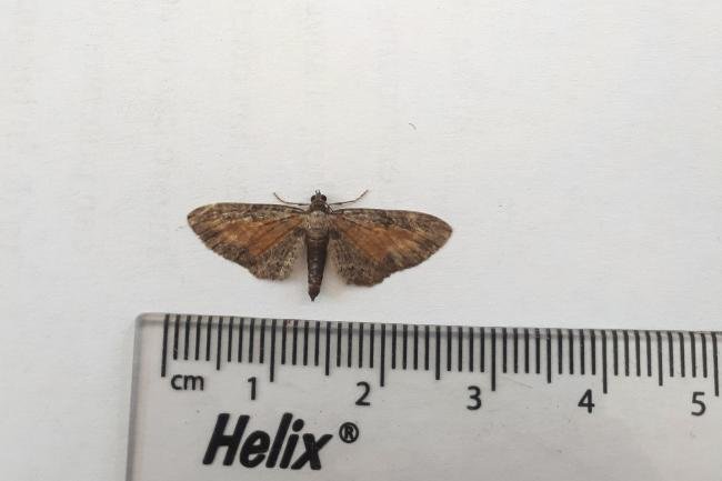 Tawny Speckled Pug (Eupithecia icterata), adult. Framwellgate Moor, 18-08-2020. Copyright Christopher Blakey.