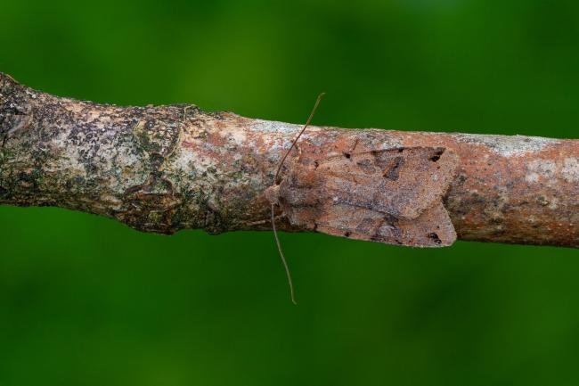 Brown-spot Pinion (Anchoscelis litura), adult. Framwellgate Moor, 15-09-2020. Copyright Christopher Blakey.