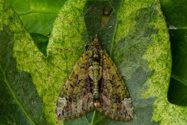 Red-Green Carpet (Chloroclysta siterata), adult. Framwellgate Moor, 15-09-2020. Copyright Christopher Blakey.