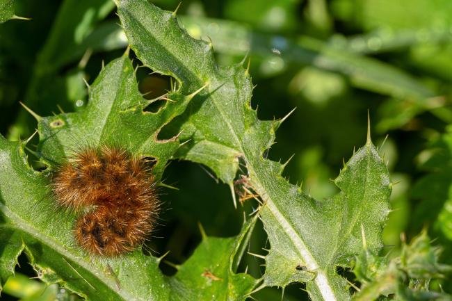 Ruby Tiger (Phragmatobia fuliginosa), larval. Witton Gilbert, 21-09-2020. Copyright Christopher Blakey.
