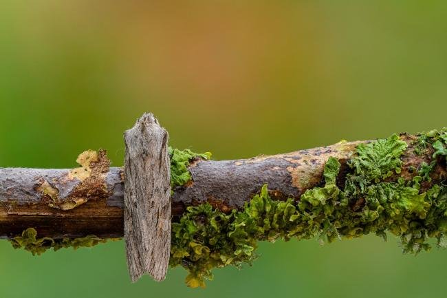 Blair's Shoulder-knot (Lithophane leautieri), adult. Framwellgate Moor, 21-10-2020. Copyright Christopher Blakey.