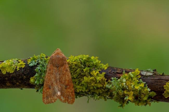 Brick (Sunira circellaris), adult. Framwellgate Moor, 21-10-2020. Copyright Christopher Blakey.