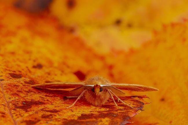Feathered Thorn (Colotois pennaria), adult. Framwellgate Moor, 21-10-2020. Copyright Christopher Blakey.