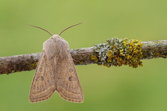Powdered Quaker (Orthosia gracilis), adult. Framwellgate Moor, 21-04-2021. Copyright Christopher Blakey.