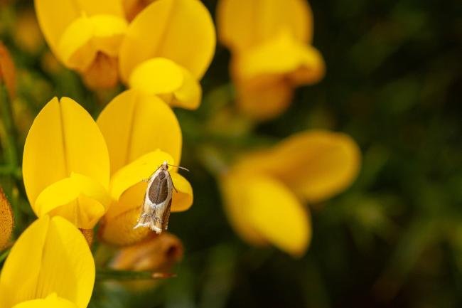 Ancylis badiana, adult. Chapmans Well, 20-05-2021. Copyright Christopher Blakey.