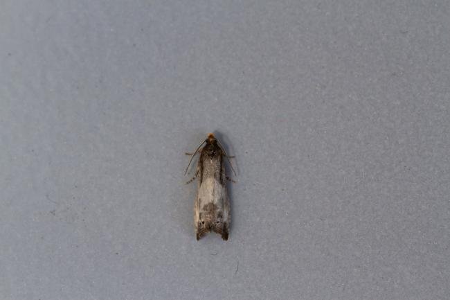 Notocelia cynosbatella, adult. Framwellgate Moor, 31-05-2021. Copyright Christopher Blakey.
