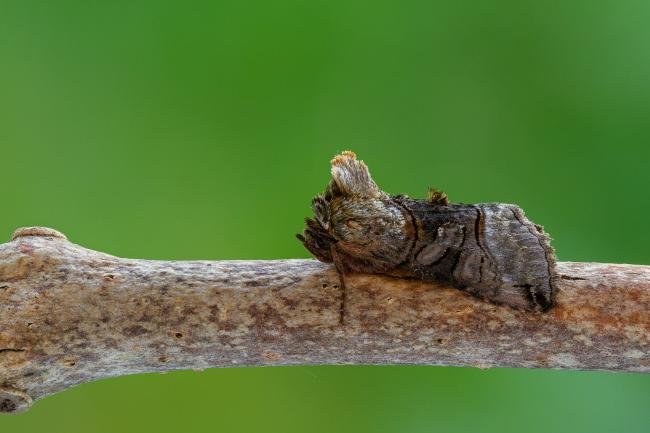 Spectacle (Abrostola tripartita), adult. Framwellgate Moor, 09-06-2021. Copyright Christopher Blakey.