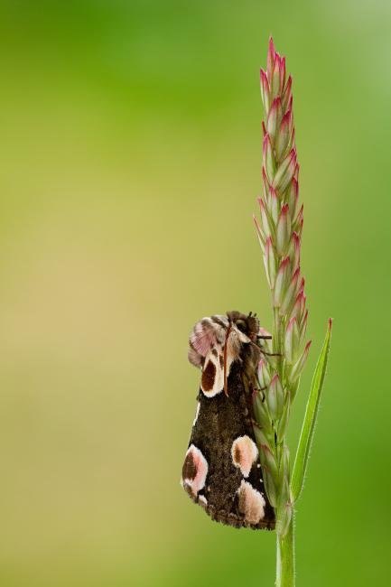 Peach Blossom (Thyatira batis), adult. Framwellgate Moor, 20-06-2021. Copyright Christopher Blakey.