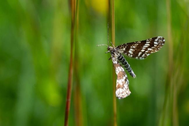 Latticed Heath (Chiasmia clathrata), adult. Waskerley, 24-06-2021. Copyright Christopher Blakey.