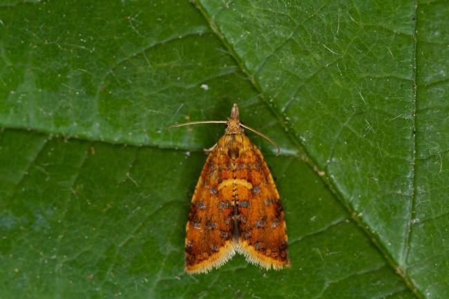 Pseudargyrotoza conwagana, adult. Framwellgate Moor, 24-06-2021. Copyright Christopher Blakey.