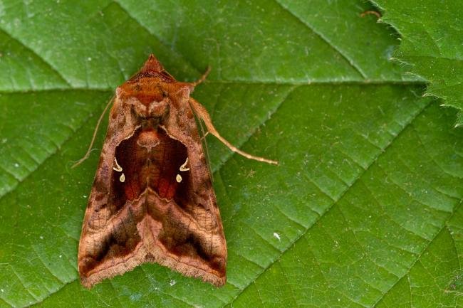 Plain Golden Y (Autographa jota), adult. Framwellgate Moor, 24-06-2021. Copyright Christopher Blakey.