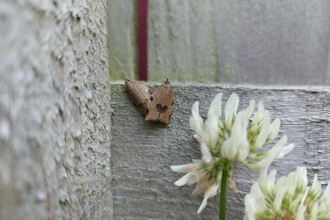 Lozotaenia forsterana, adult. Framwellgate Moor, 07-07-2021. Copyright Christopher Blakey.