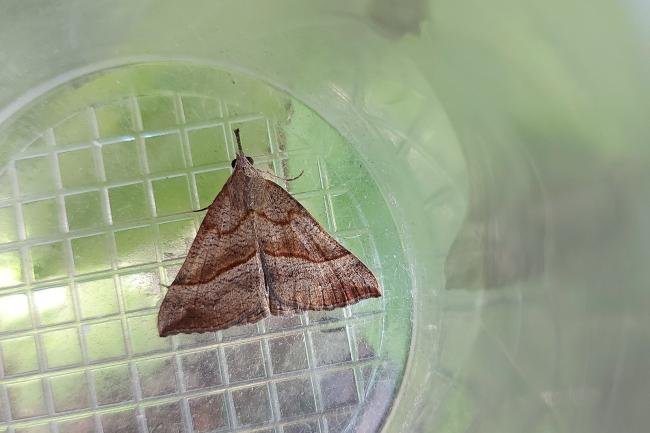 Snout (Hypena proboscidalis), adult. Framwellgate Moor, 07-07-2021. Copyright Christopher Blakey.