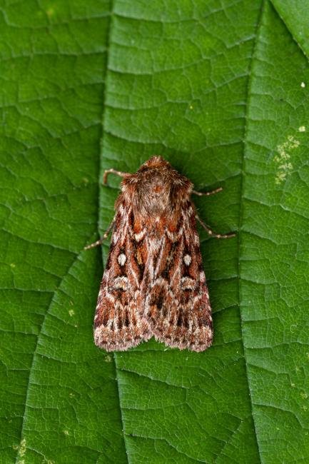 True Lover's Knot (Lycophotia porphyrea), adult. Framwellgate Moor, 15-07-2021. Copyright Christopher Blakey.