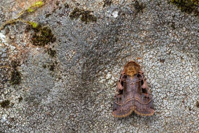 Triple-spotted Clay (Xestia ditrapezium), adult. Taken outside Durham (West Inverness-shire), 19-07-2021. Copyright Christopher Blakey.