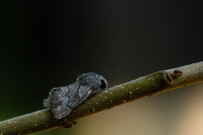 Pale Eggar (Trichiura crataegi), adult. Taken outside Durham (Mid Perthshire), 25-07-2021. Copyright Christopher Blakey.