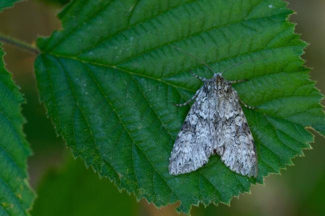 Grey Arches (Polia nebulosa), adult. Taken outside Durham (Mid Perthshire), 25-07-2021. Copyright Christopher Blakey.