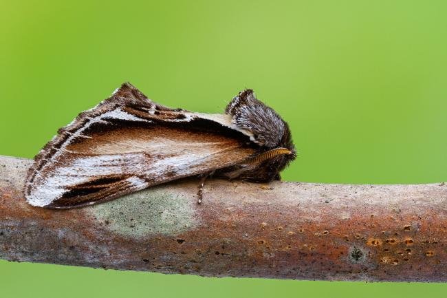 Lesser Swallow Prominent (Pheosia gnoma), adult. Framwellgate Moor, 04-08-2021. Copyright Christopher Blakey.