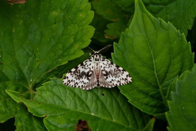 Black Arches (Lymantria monacha), adult. Taken outside Durham (West Sussex), 18-08-2021. Copyright Christopher Blakey.
