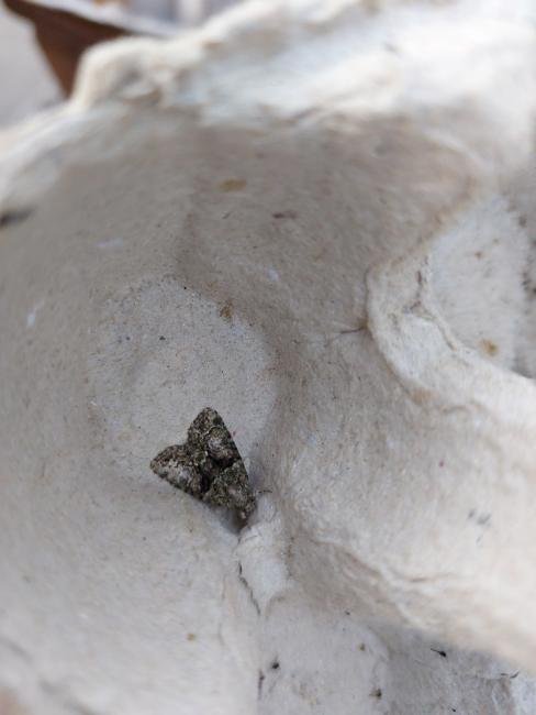 Tree-lichen Beauty (Cryphia algae), adult. Taken outside Durham (West Sussex), 20-08-2021. Copyright Christopher Blakey.