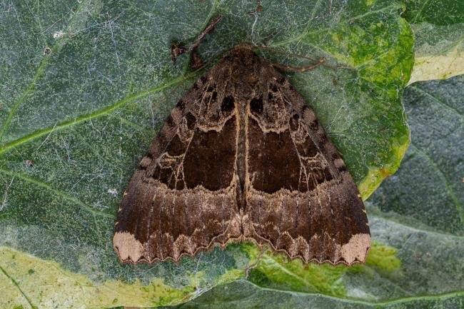 Old Lady (Mormo maura), adult. Framwellgate Moor, 19-09-2021. Copyright Christopher Blakey.