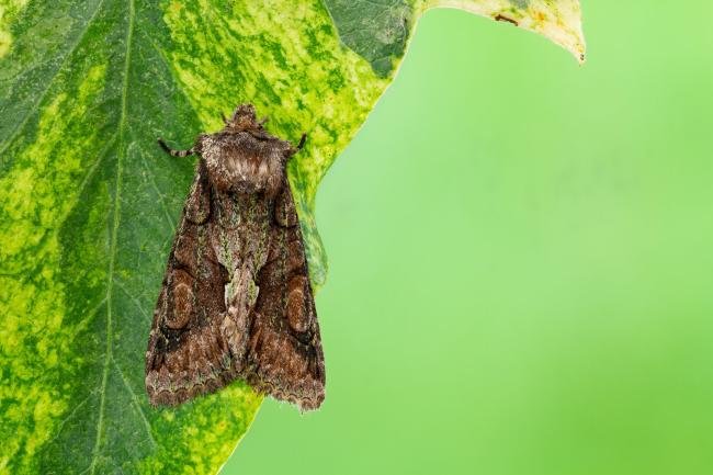 Green-brindled Crescent (Allophyes oxyacanthae), adult. Framwellgate Moor, 24-09-2021. Copyright Christopher Blakey.