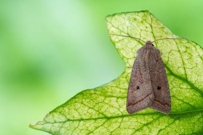 Red-line Quaker (Leptologia lota), adult. Framwellgate Moor, 24-09-2021. Copyright Christopher Blakey.