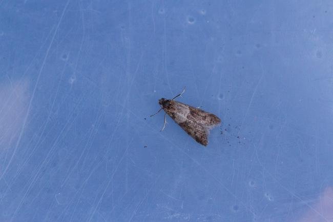 Tortricodes alternella, adult. Cater House Colliery, 13-02-2022. Copyright Christopher Blakey.