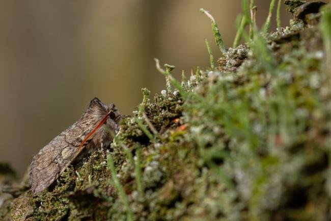 Yellow Horned (Achlya flavicornis), adult. Waldridge Fell, 23-03-2022. Copyright Christopher Blakey.